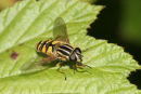 06-8796 Hover Fly
